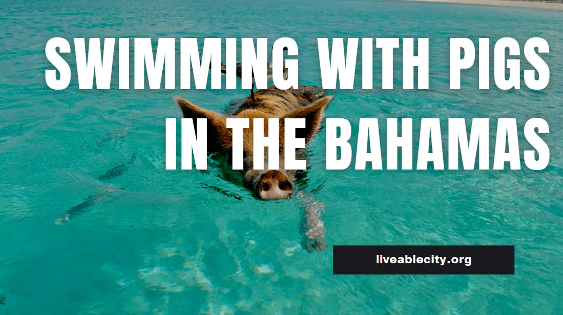 Swimming With Pigs In The Bahamas